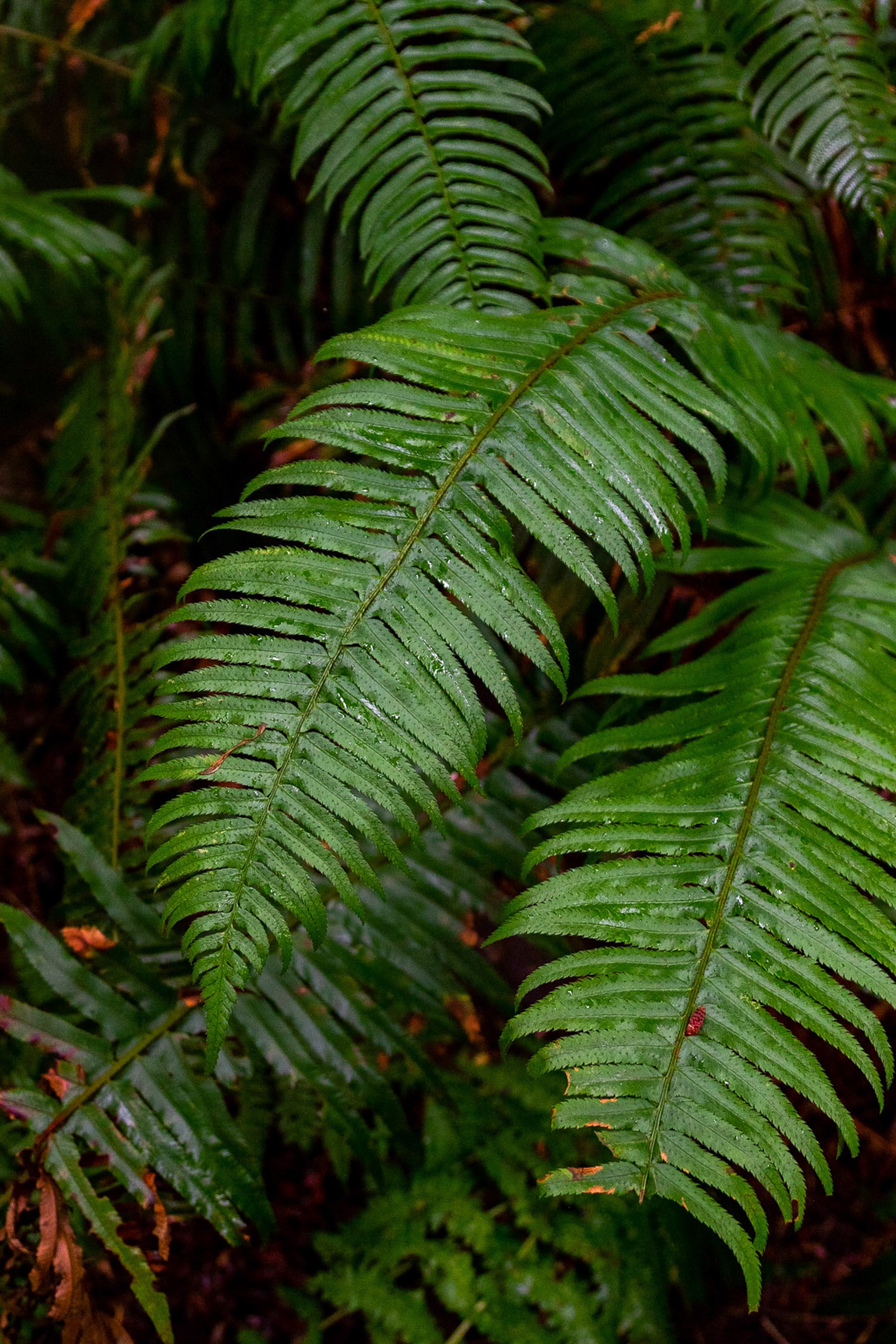 green leaf plant in close up